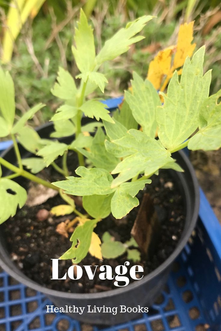 Lovage-pin
